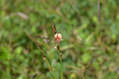 Alysicarpus bupleurifolius